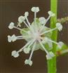  Male flower